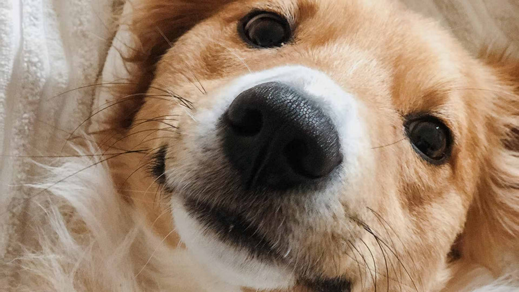 When they're 7 weeks old, is it safe for pups to be separated from their mothers?