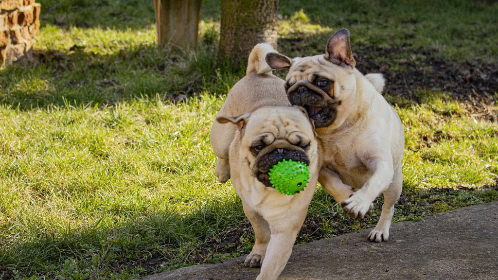 The explanation and solution to your dog's weird behavior.