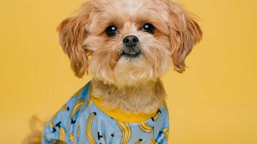 13 Puppy Care Tips Every Pet Parent Should Know: Keeping Him Healthy