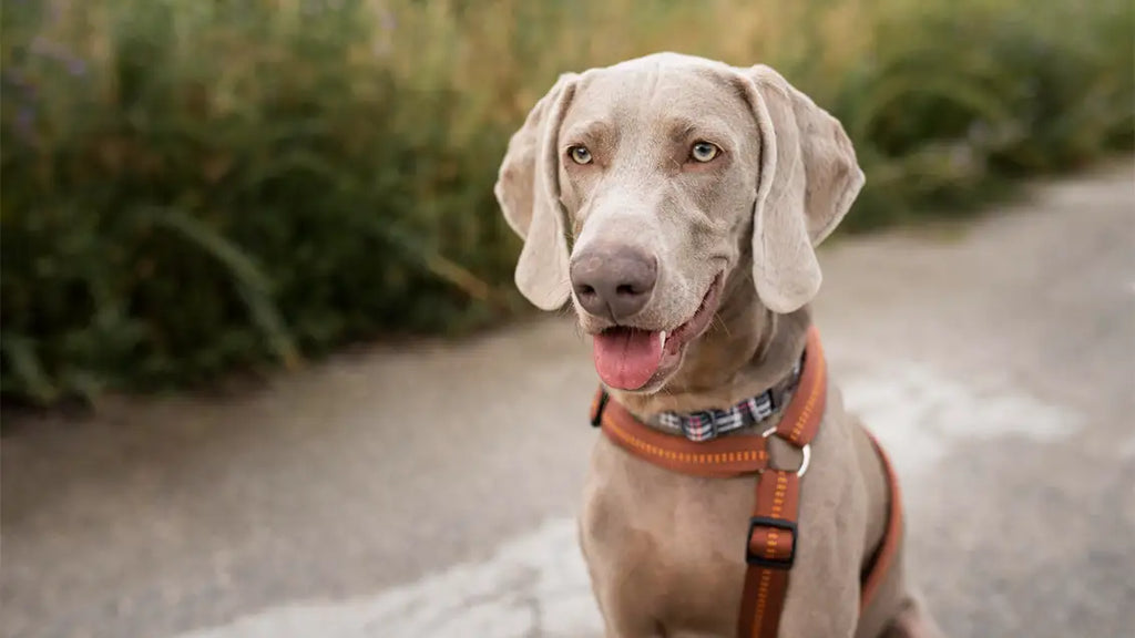 Selecting the ideal female dog collar to complement your pup’s unique personality