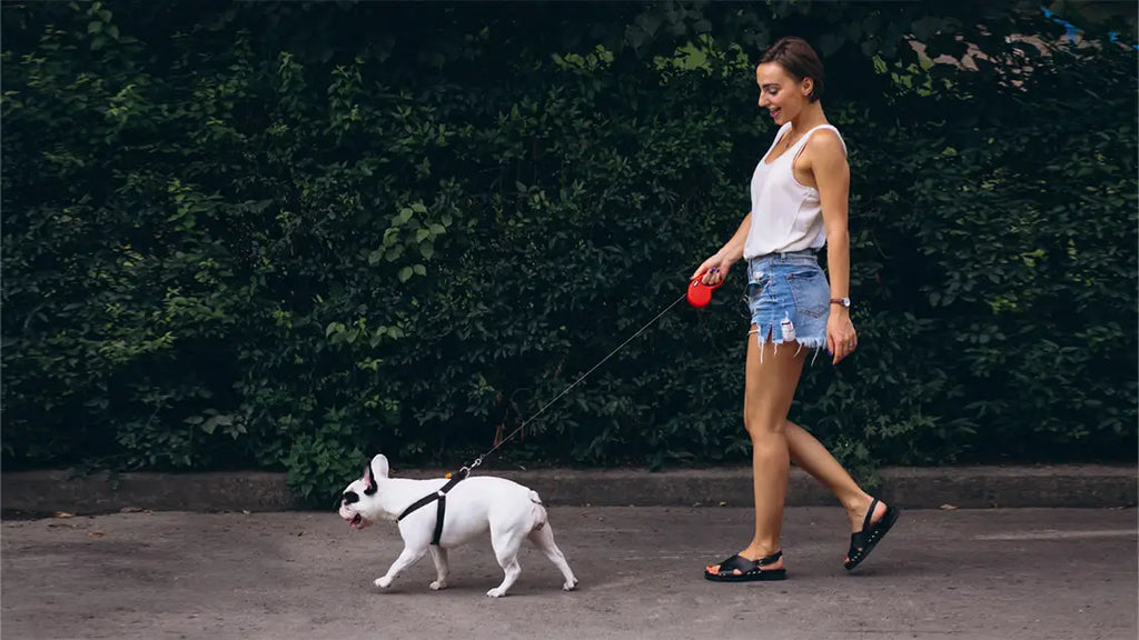 Organizing your dog walking bag: Tips for efficient and convenient walks