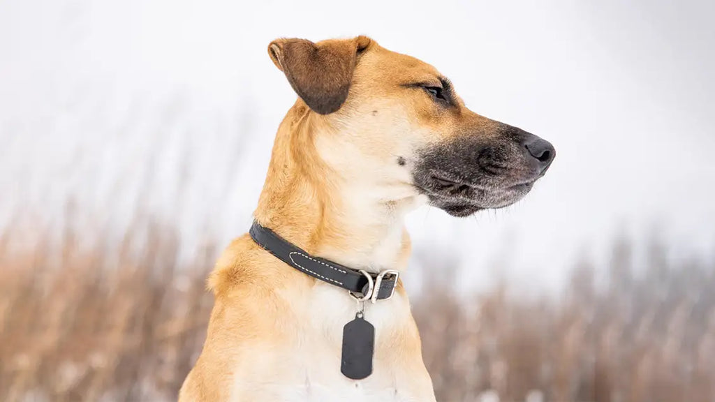 Why are silicone dog tags the best option for adventurous pets?