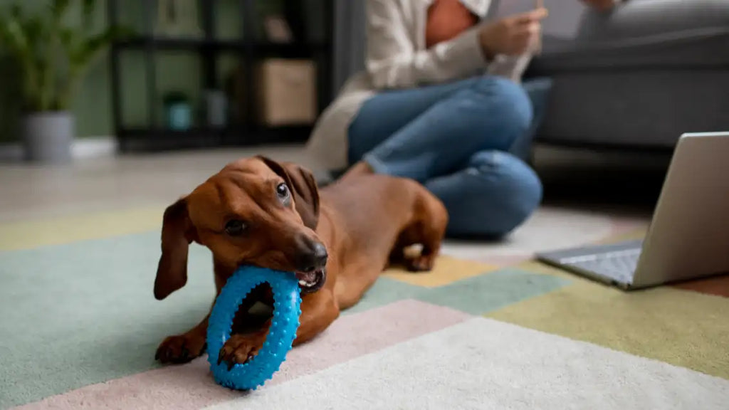 My dog has diarrhea but is acting fine - Is this normal?