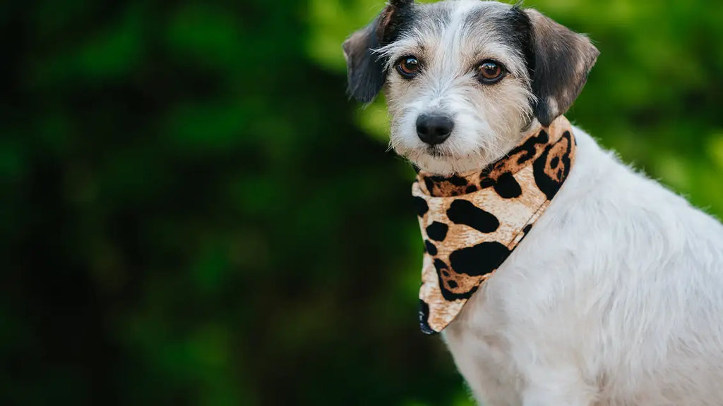Step-by-step guide: DIY dog bandana for fashionable canines