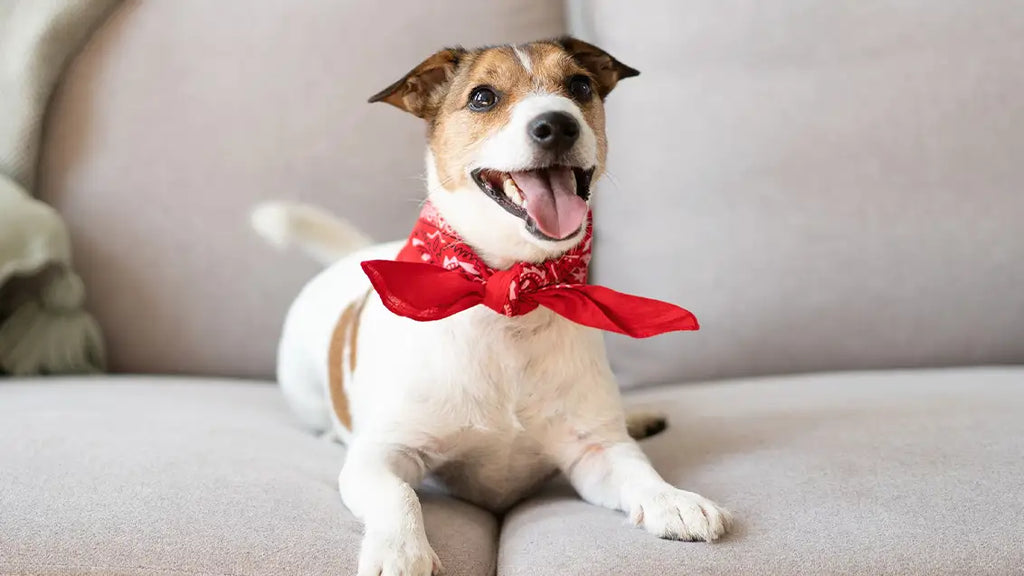 DOG BOW TIE TYING MADE EASY : TIPS AND STEP BY STEP ADVICE