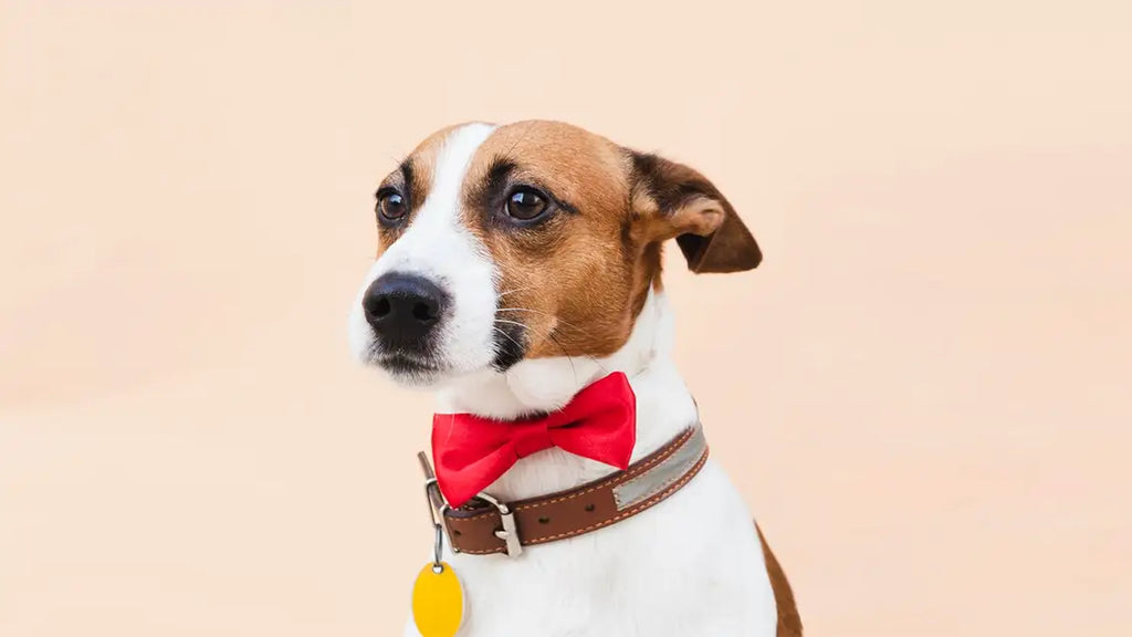 Pup-Graded Celebrations: Impact of Dog Thanksgiving Outfit and Dogs Thanksgiving Food!