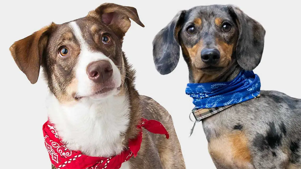 How to tie a bandana on a dog?