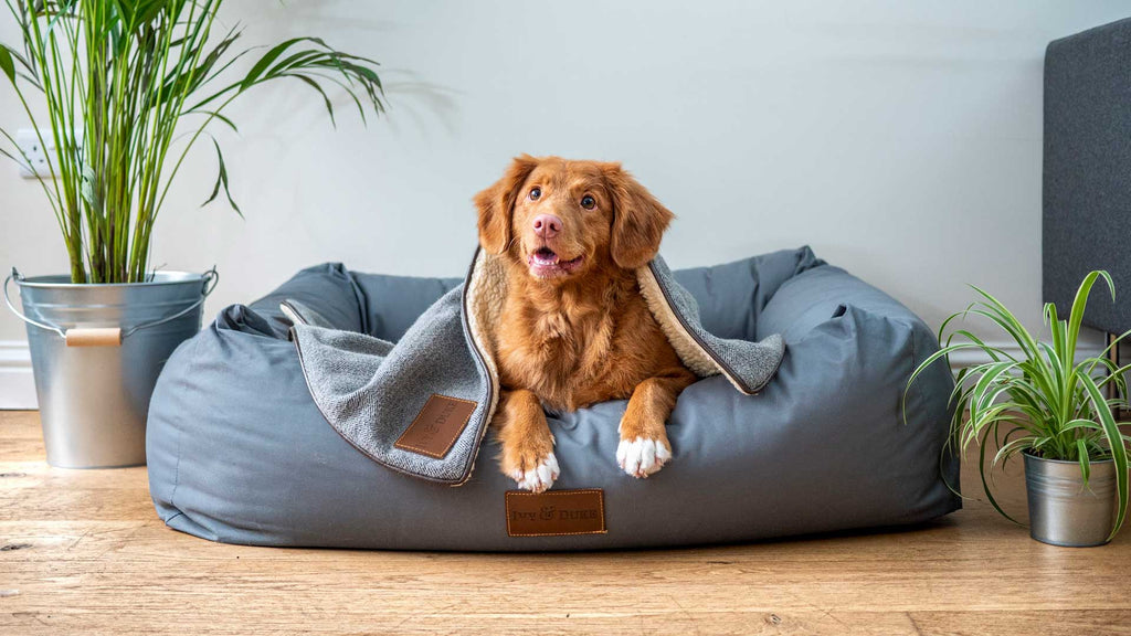 Separation Anxiety in Dogs | How to help your dog?