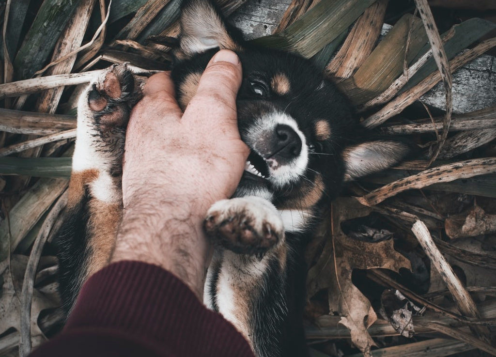 Train Your Dog to Stop Biting