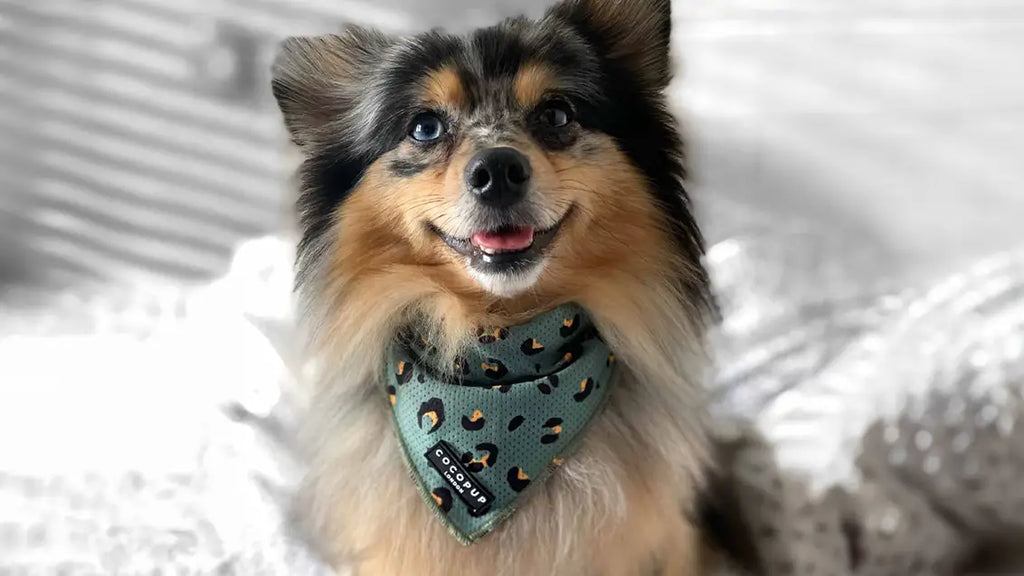 The size of dog bandana - Mistakes to Steer Clear Of!