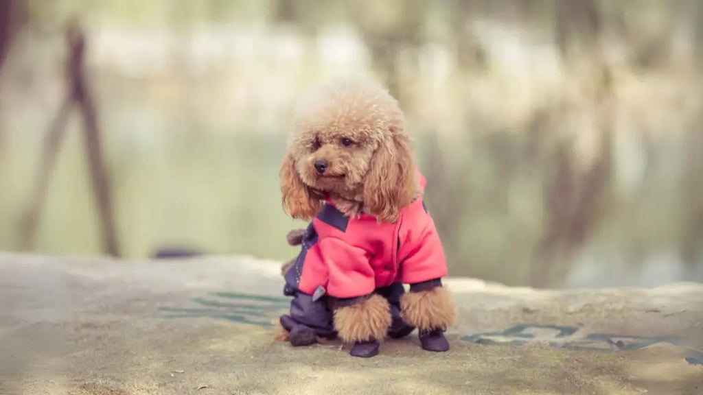 What is a Teacup Poodle?