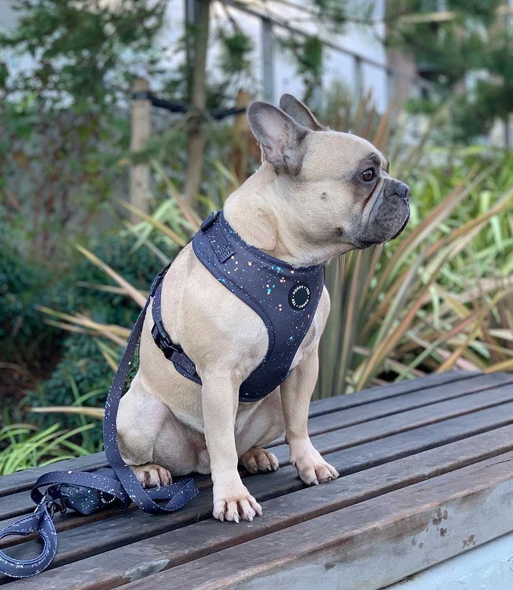 Poppy + Ted - Walk + Wear Gold Dust Dog Harness - Nest Pets