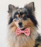 Cocopup London - 70's Swirl Bow Tie - Nest Pets
