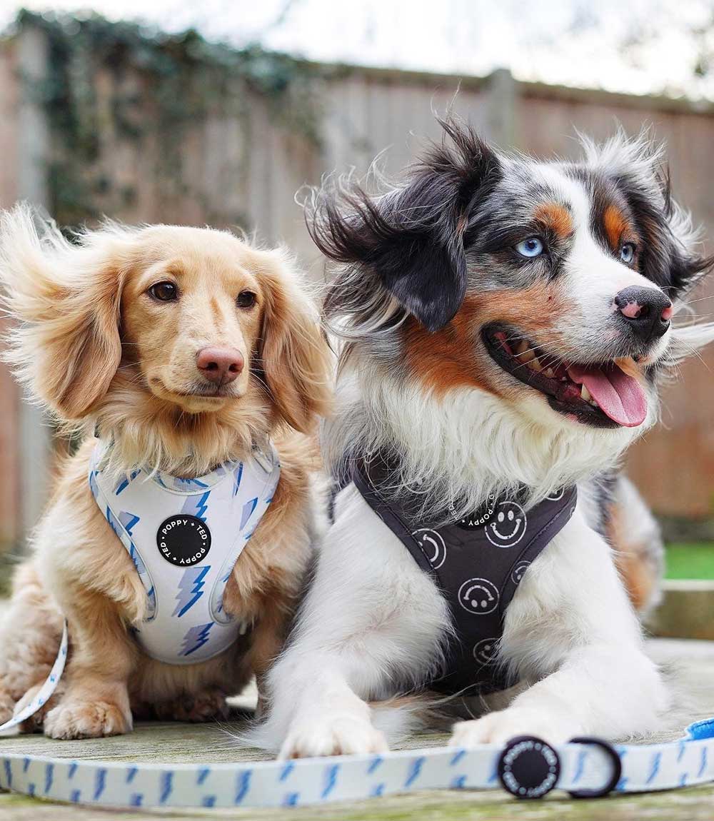 Poppy + Ted - Walk + Wear Get Ziggy With It Dog Harness - Nest Pets
