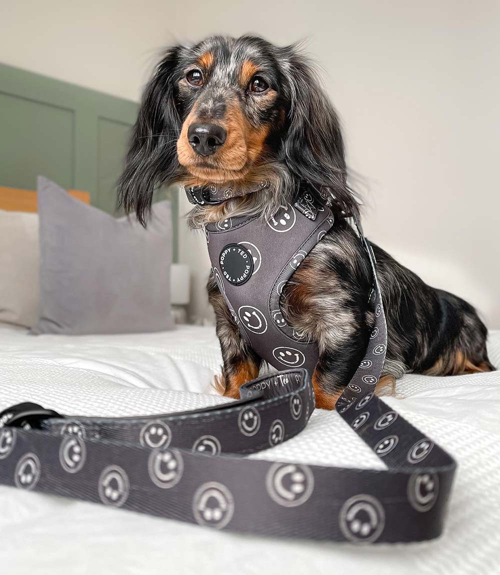 Poppy + Ted - Walk + Wear Happy Stamp Dog Harness - Nest Pets