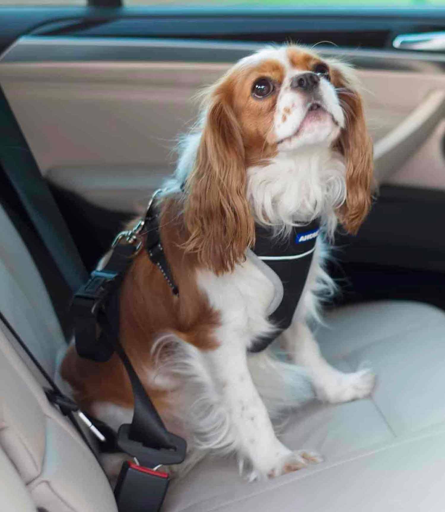 Ancol Travel & Exercise Dog Harness - Nest Pets