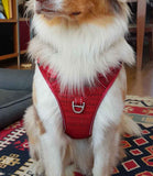 Rogz Utility Explore Dog Harness - Nest Pets