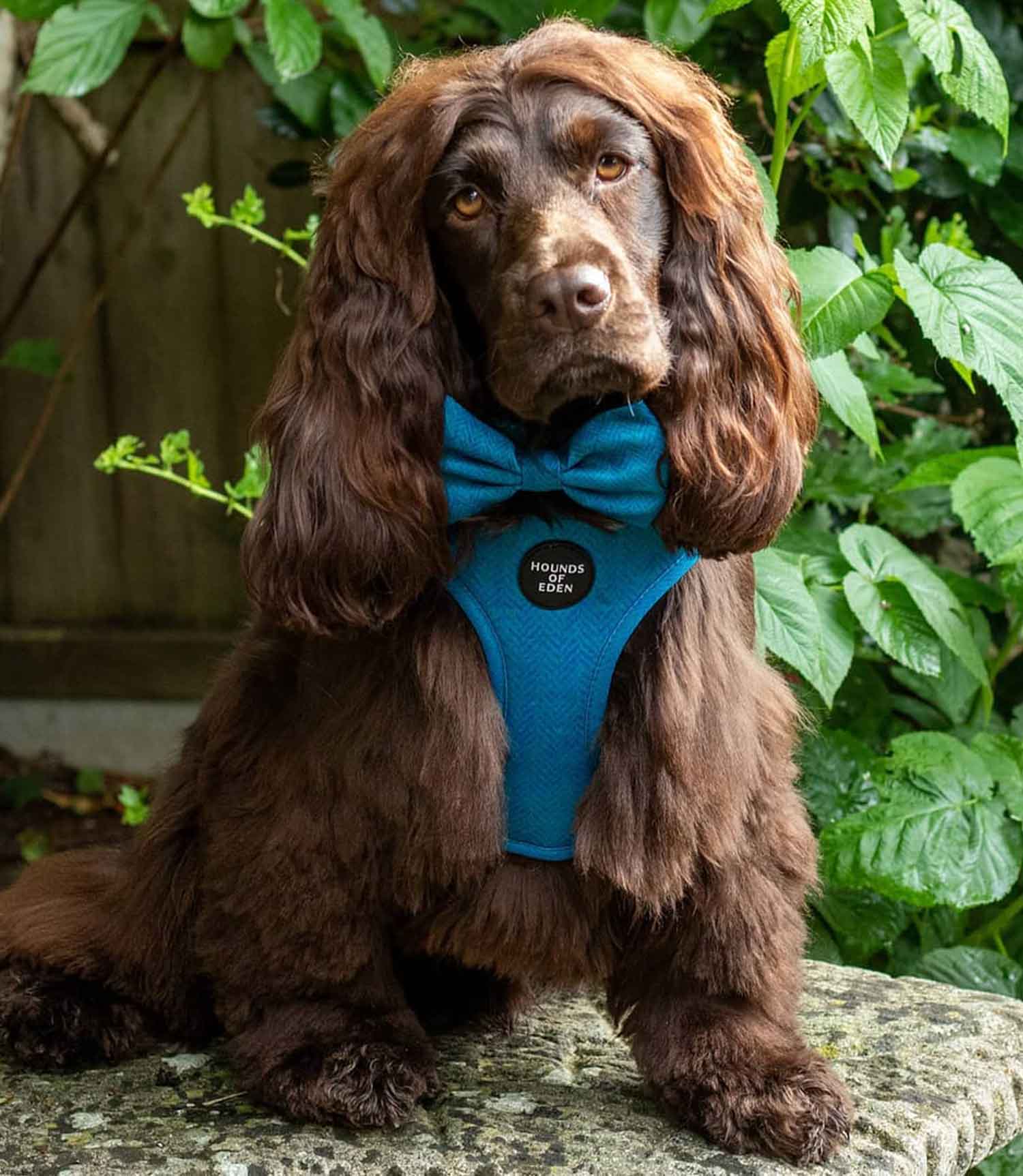 Hounds of Eden 'Bruce' - Blue & Teal Herringbone Tweed Dog Bow Tie - Nest Pets