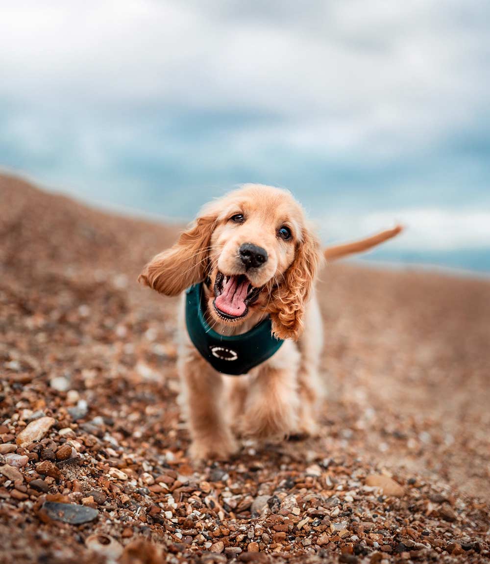 Poppy + Ted - Walk + Wear Teal Dog Harness - Nest Pets