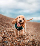 Poppy + Ted - Walk + Wear Teal Dog Harness - Nest Pets