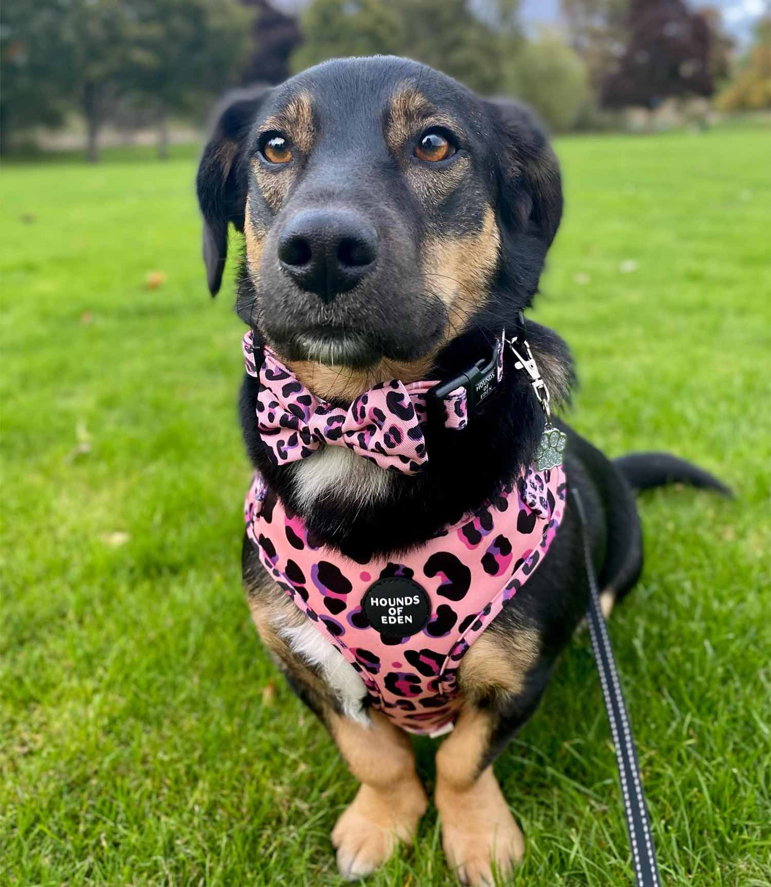 Hounds of Eden 'Blushing Leopard' - Pink Dog Bow Tie - Nest Pets