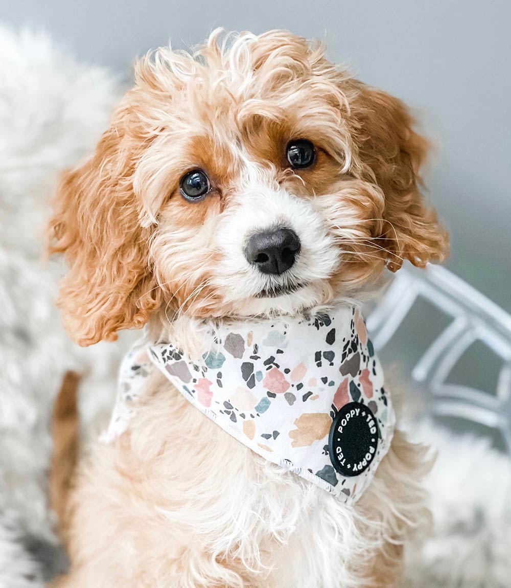 Poppy + Ted - Walk + Wear Party Pup Dog Bandana - Nest Pets