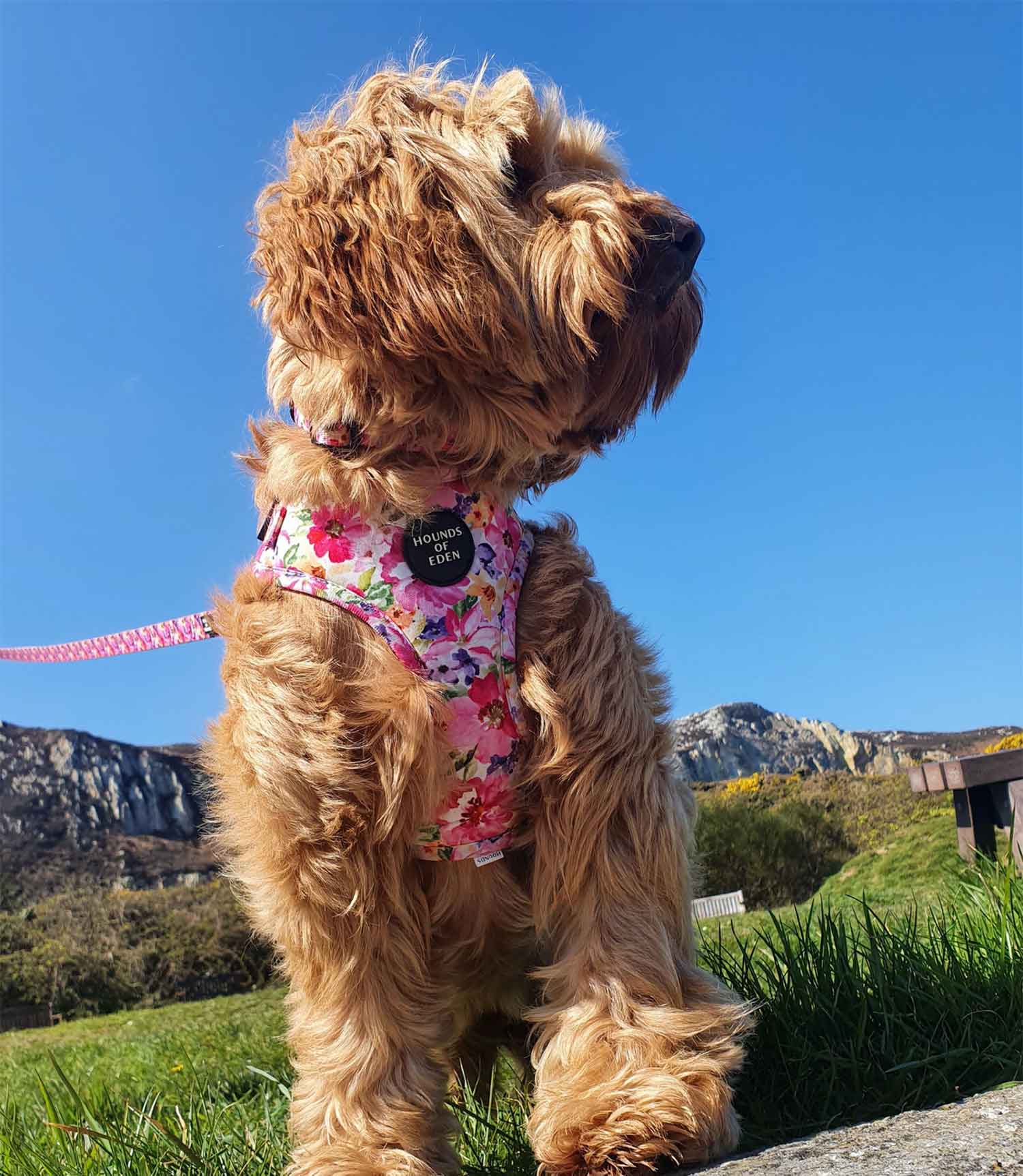 Hounds of Eden 'Florentina' - Floral Dog Harness - Nest Pets
