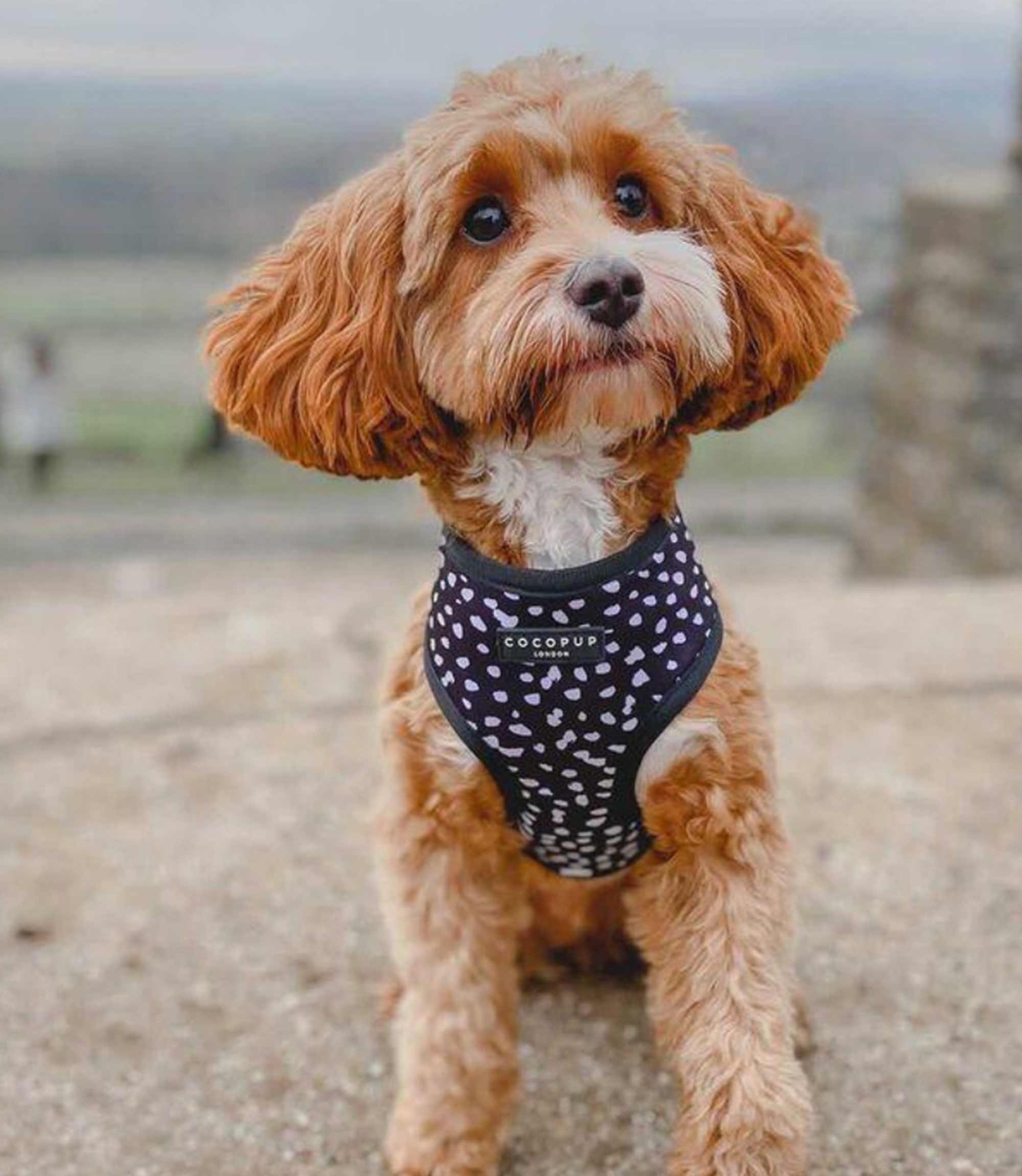 Cocopup London - Monochrome Spots Reversible Harness - Nest Pets
