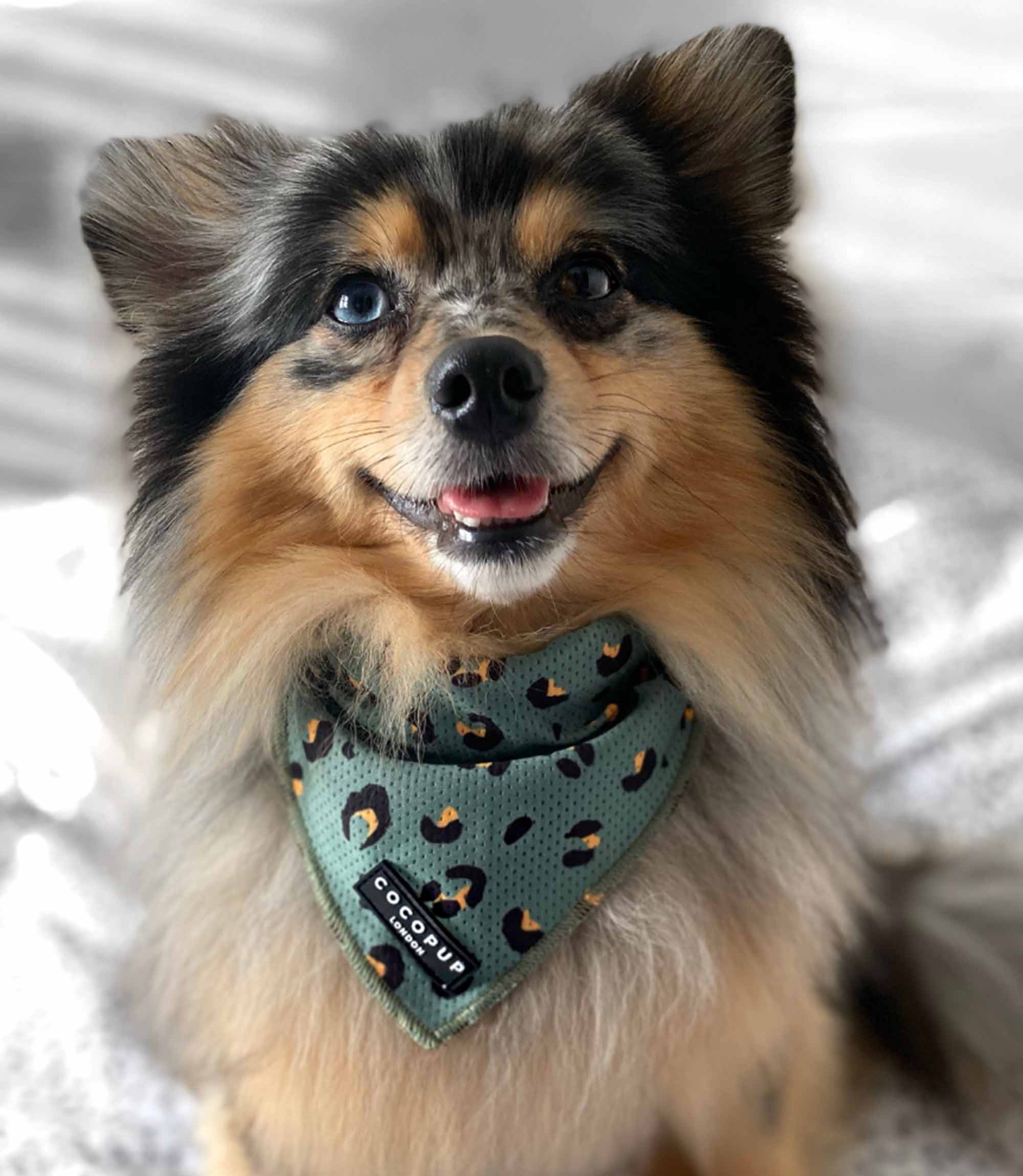 Cocopup London - Khaki Leopard Bandana - Nest Pets