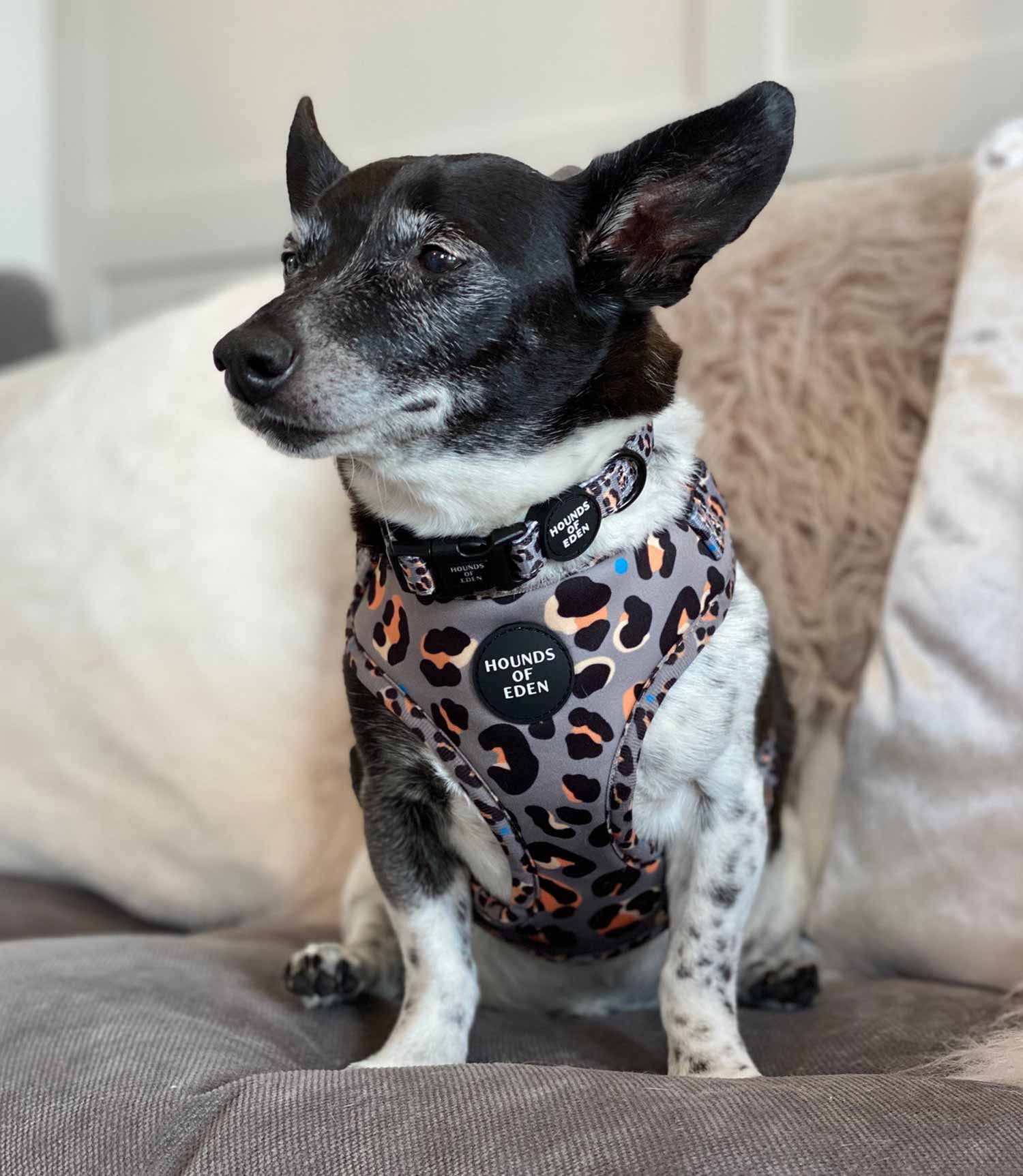 Hounds of Eden 'Steel Leopard' - Khaki/Grey Dog Harness - Nest Pets