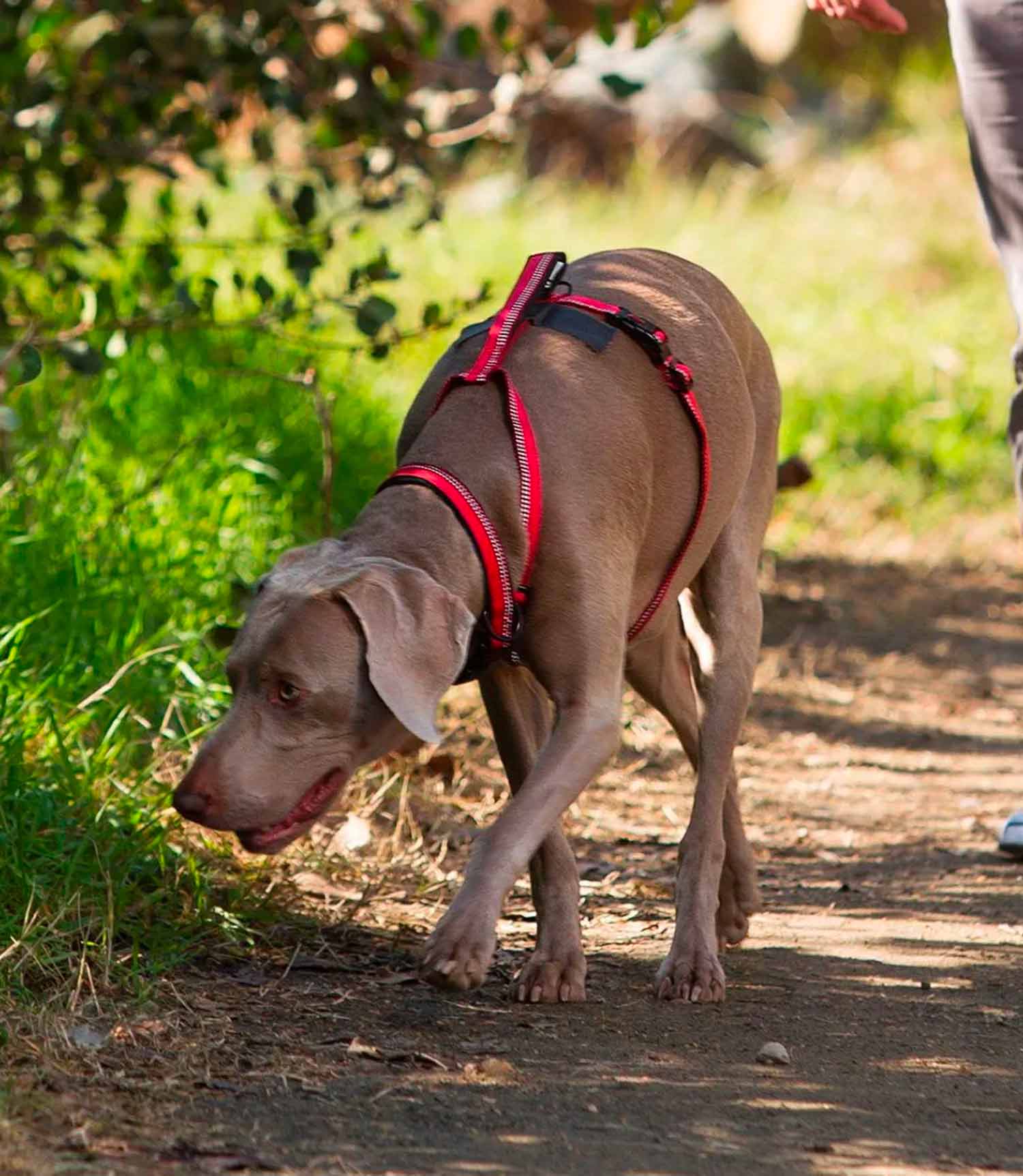 Halti Walking Dog Harness - Nest Pets