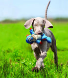 Kong Cross Knots Monkey Dog Toy - Nest Pets