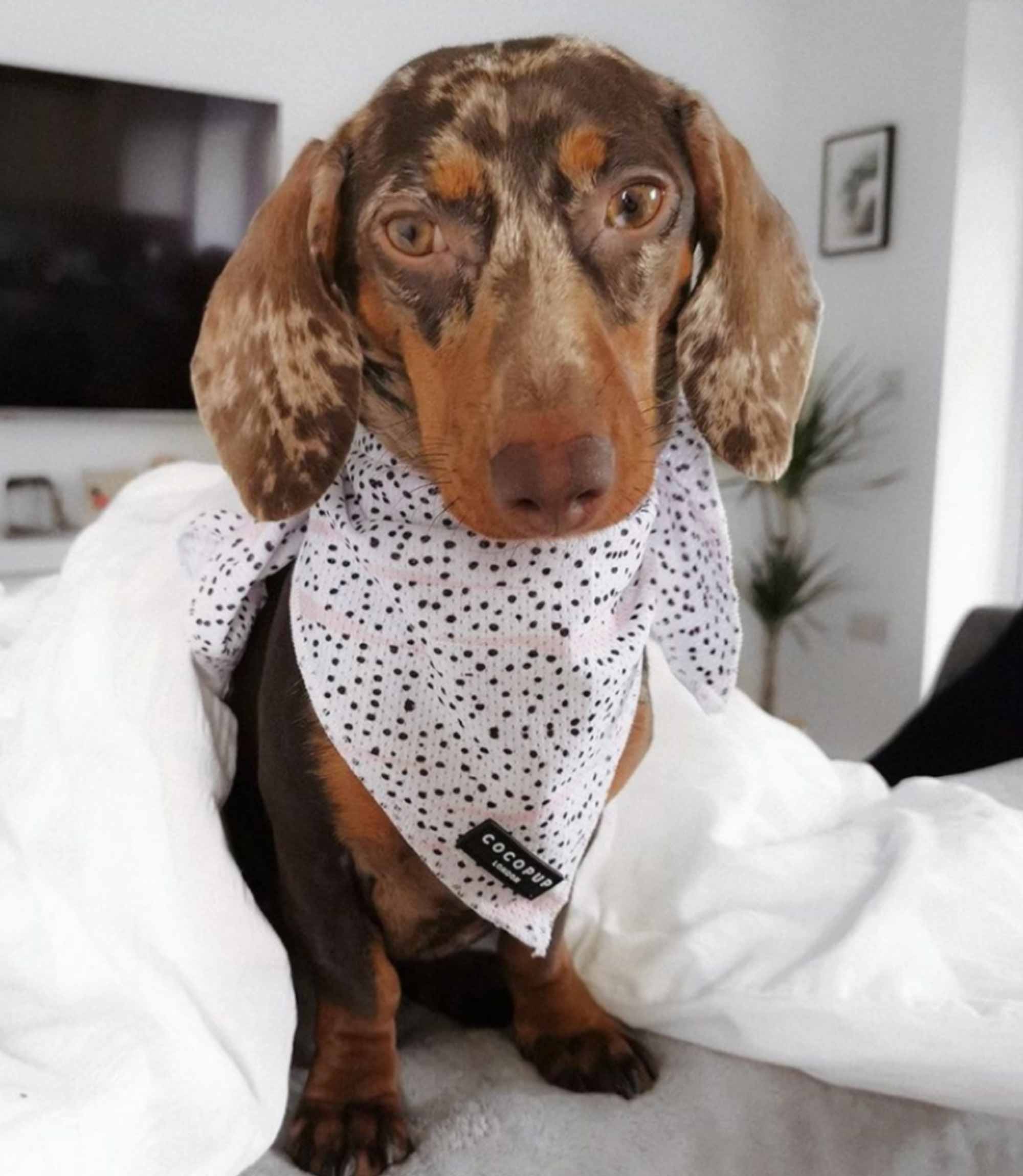 Cocopup London - Pink Dalmatian Bandana