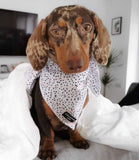 Cocopup London - Pink Dalmatian Bandana