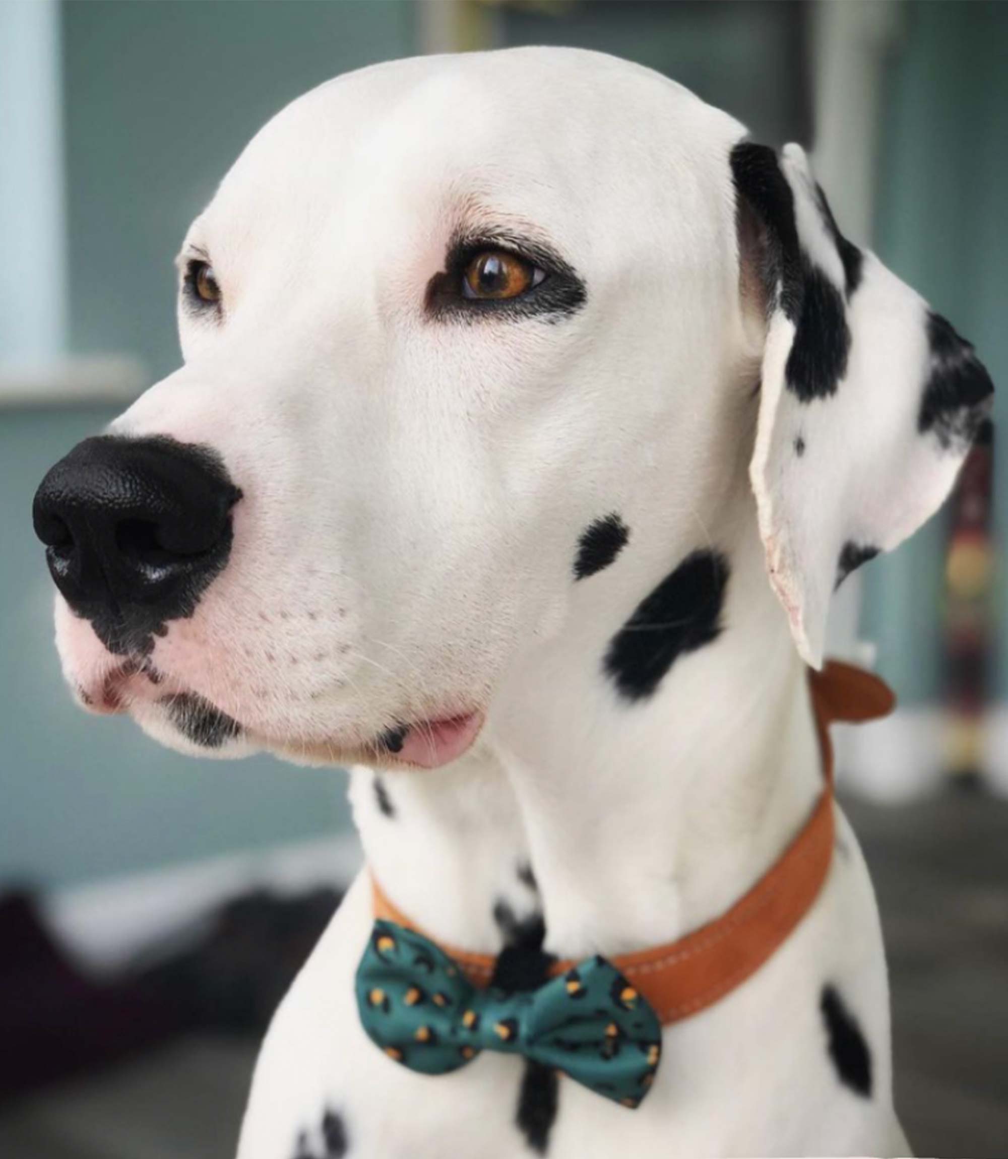 Cocopup London - Khaki Leopard Bow Tie - Nest Pets