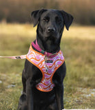 Cocopup London - 70's Swirl Harness - Nest Pets