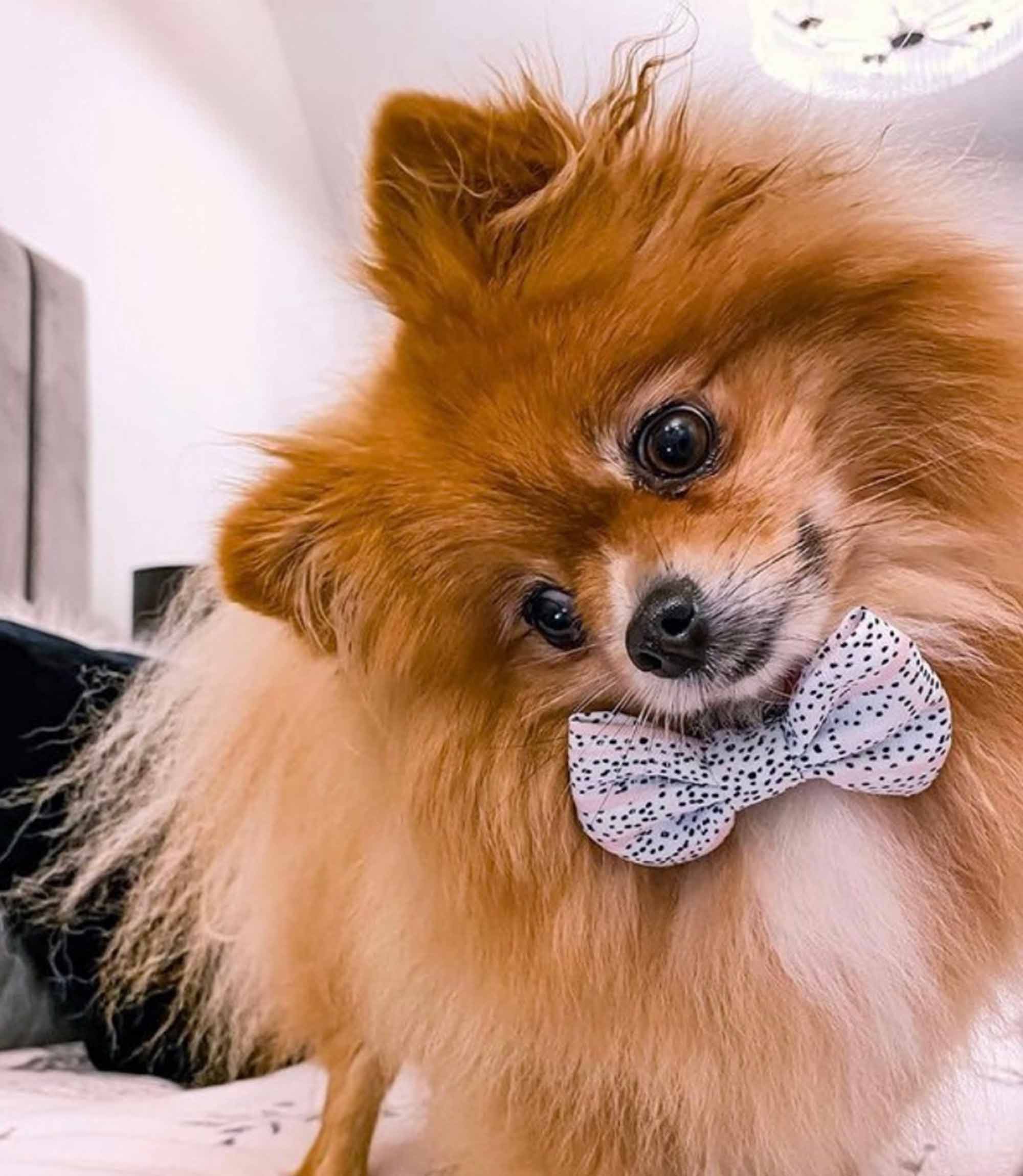 Cocopup London - Pink Dalmatian Bow Tie - Nest Pets