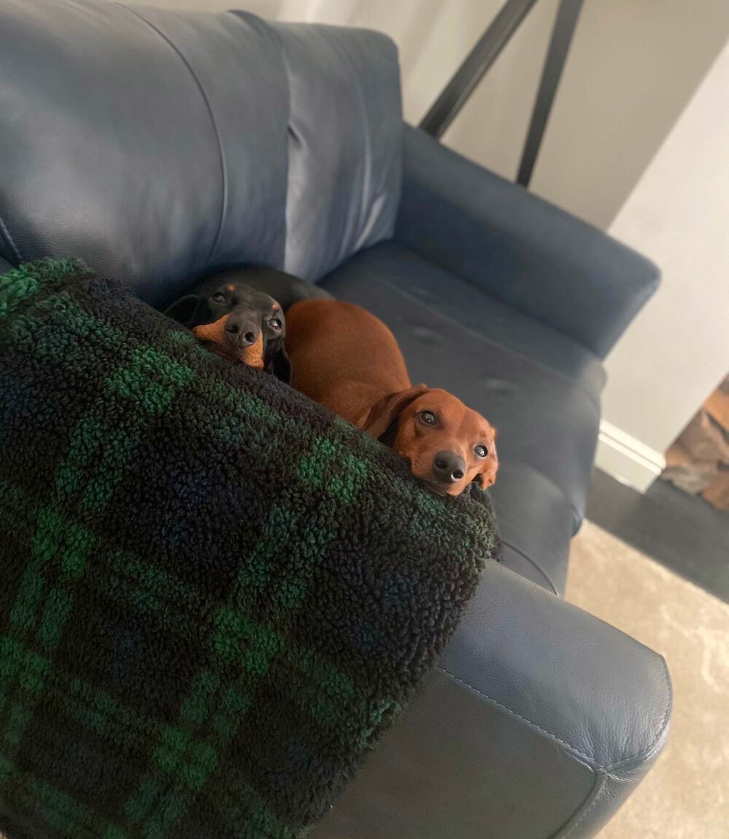 Danish Design Sherpa Fleece Blackwatch Blanket - Nest Pets