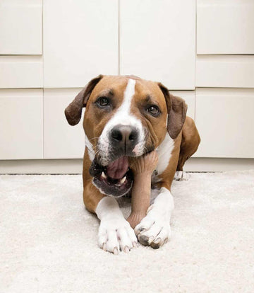 Kong ChewStix Bone Dog Toy - Nest Pets