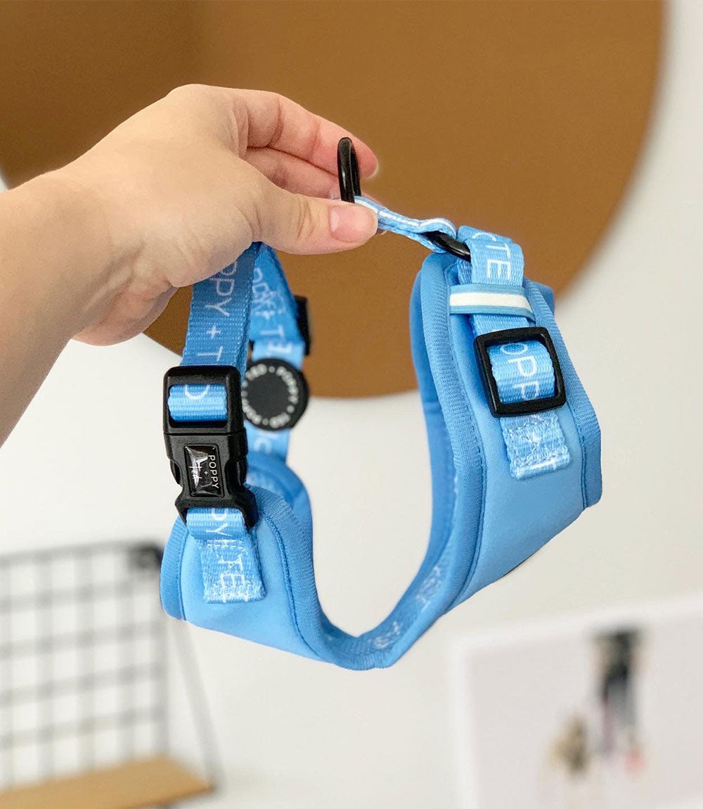 Poppy + Ted - Walk + Wear Cornflower Blue Dog Harness - Nest Pets
