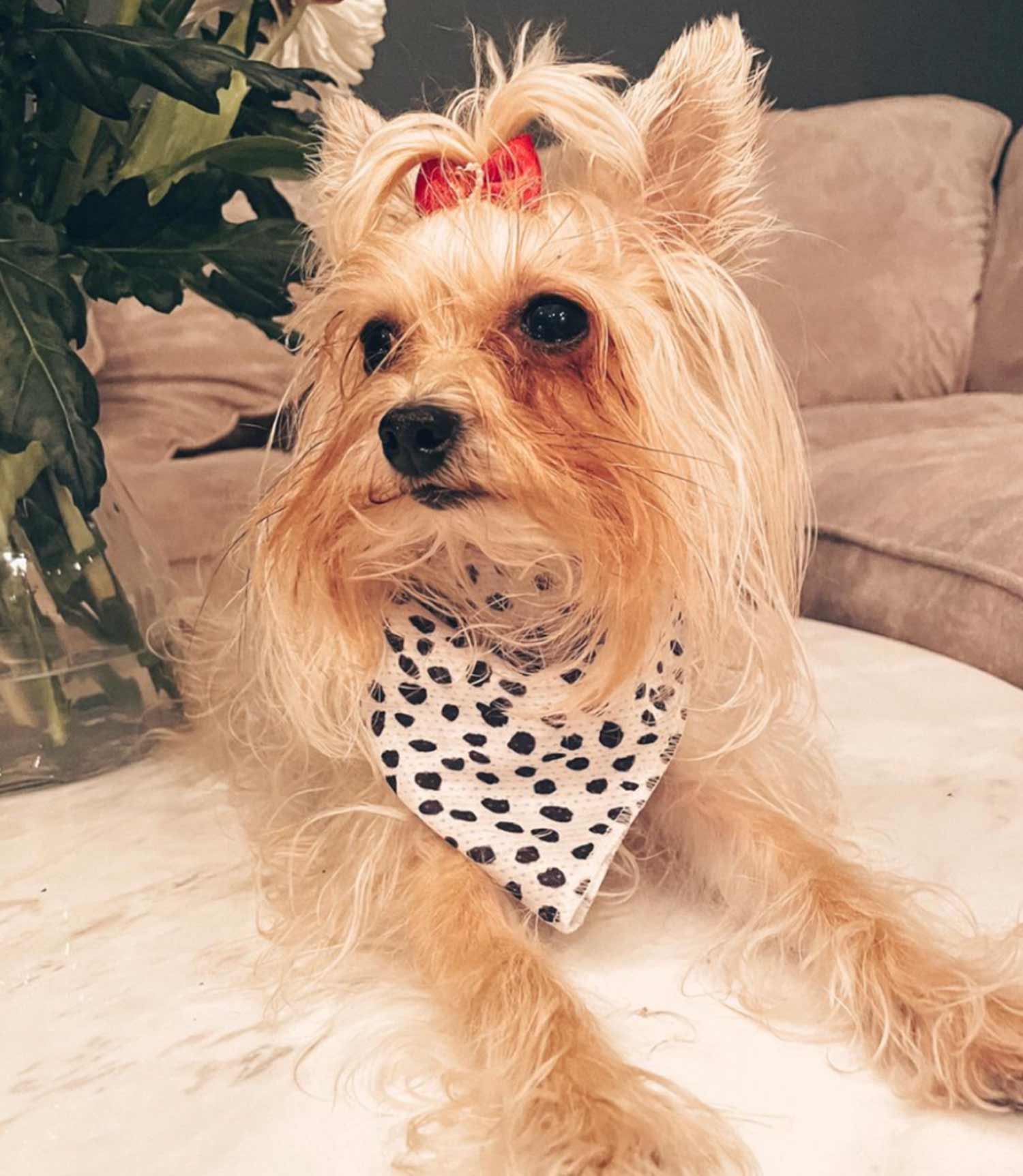 Cocopup London - Monochrome Spots Bandana - Nest Pets