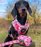 Hounds of Eden 'Florentina' - Floral Dog Harness - Nest Pets