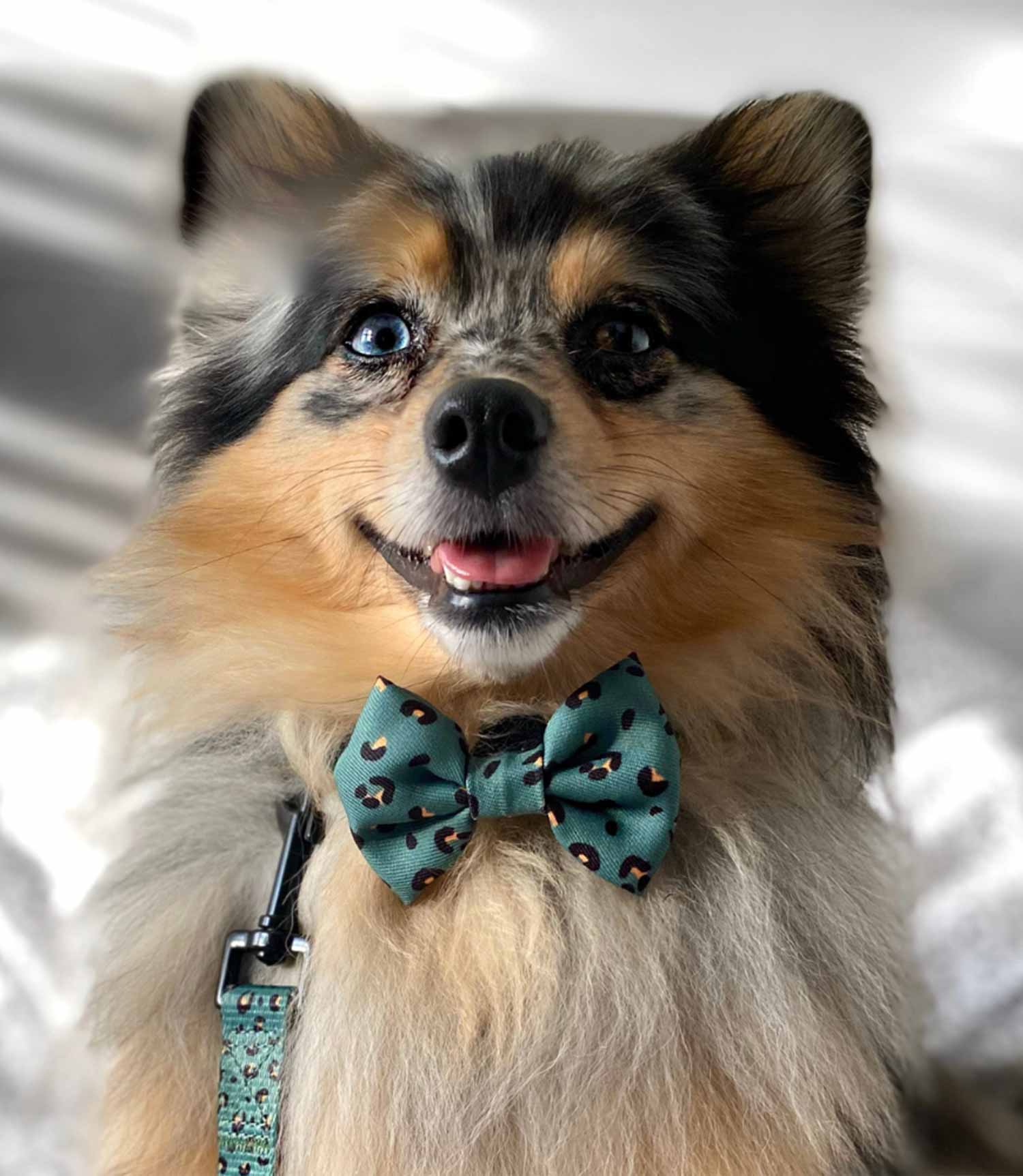 Cocopup London - Khaki Leopard Bow Tie - Nest Pets