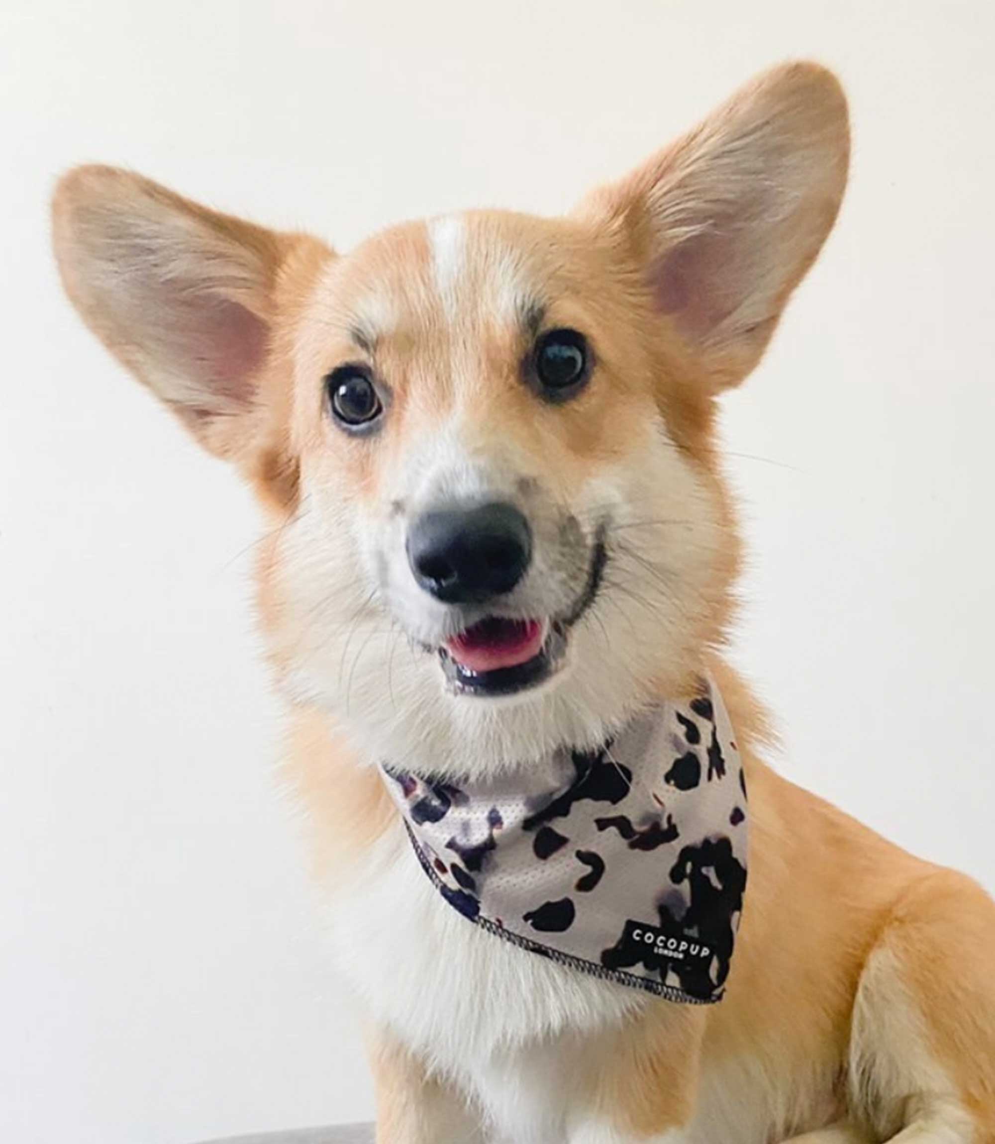 Cocopup London - Ivory Tort Bandana - Nest Pets
