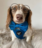 Hounds of Eden 'Bruce' - Blue & Teal Herringbone Tweed Dog Bow Tie - Nest Pets