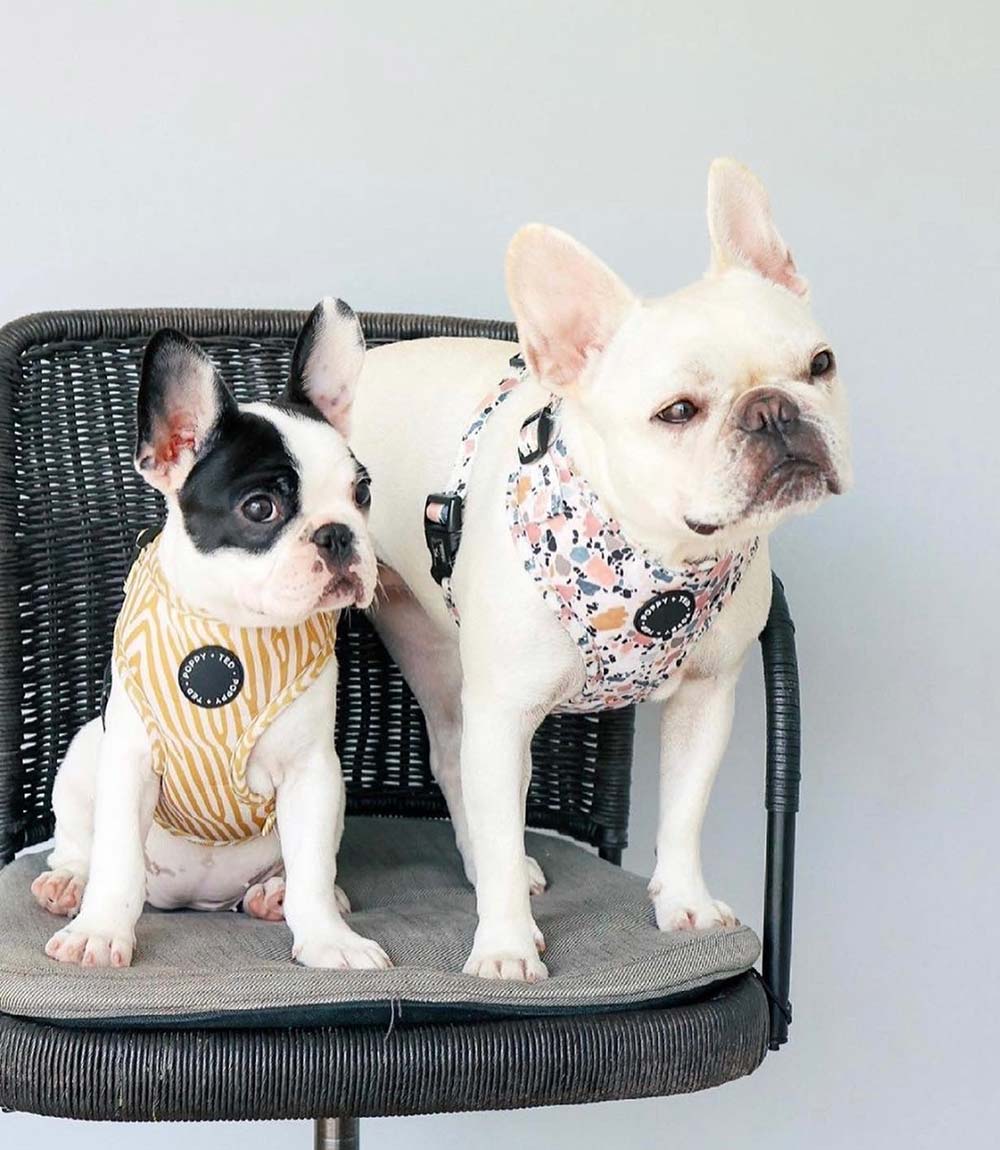 Poppy + Ted - Walk + Wear Party Pup Dog Harness - Nest Pets