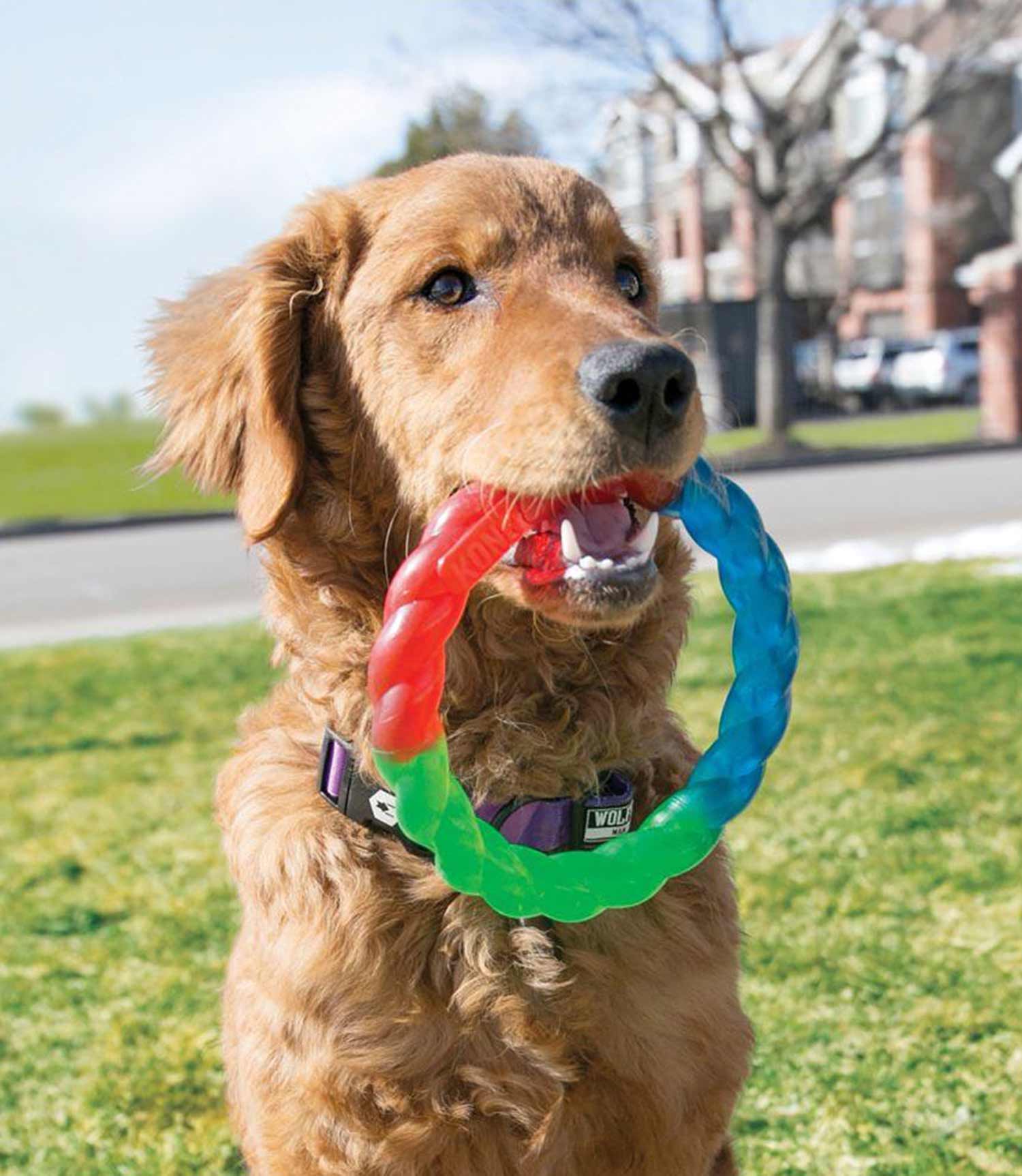 Kong Twistz Ring Dog Toy - Nest Pets