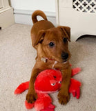 Kong SoftSeas Crab Dog Toy - Small - Nest Pets