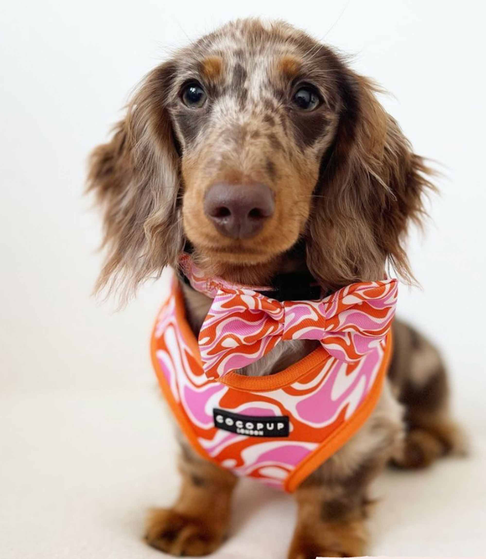 Cocopup London - 70's Swirl Collar - Nest Pets