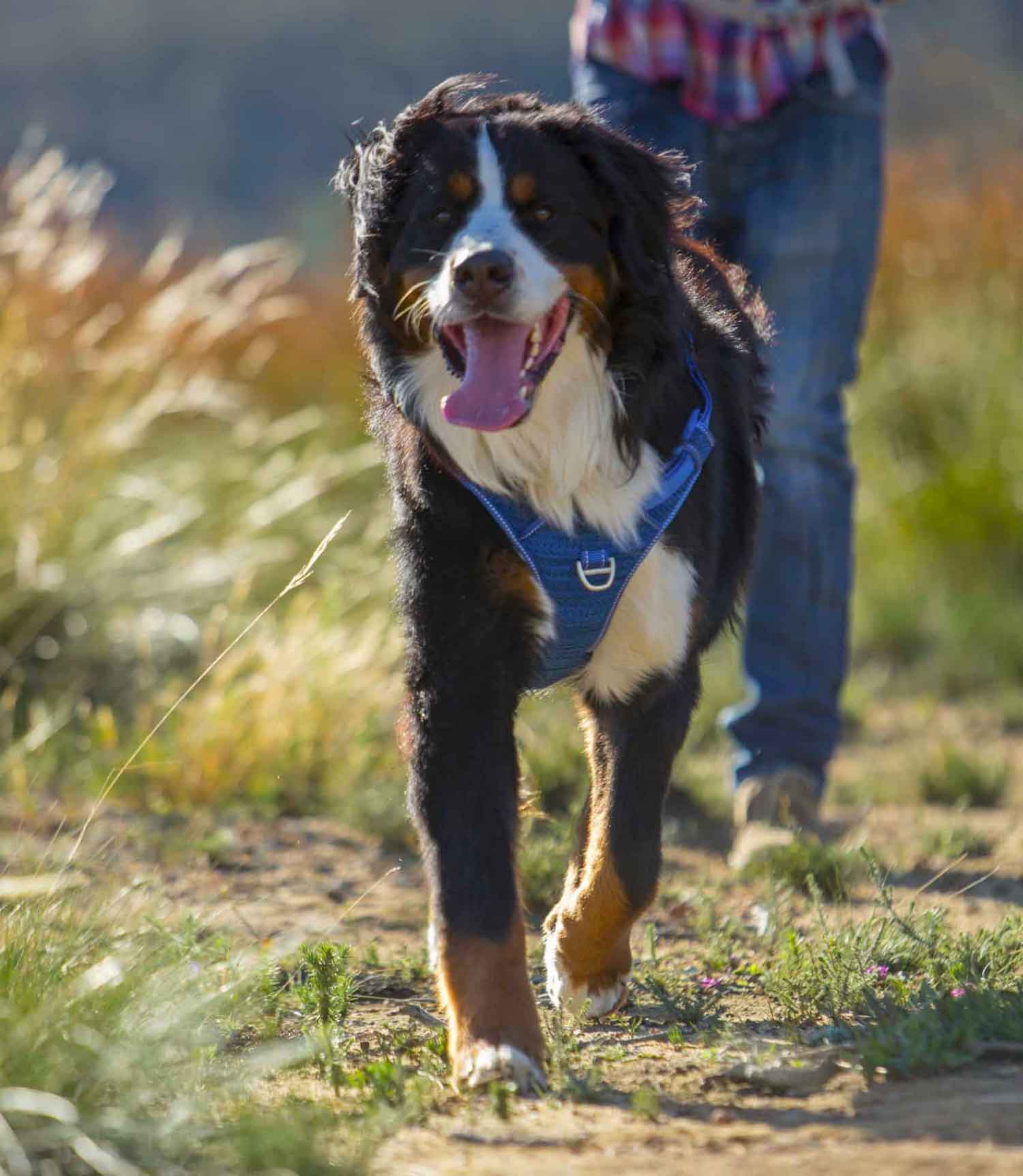 Rogz Utility Explore Dog Harness - Nest Pets